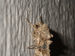 Spodoptera praefica