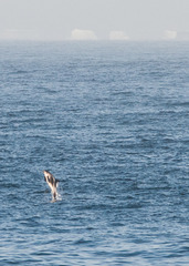 Lagenorhynchus albirostris