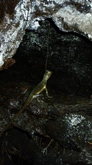 Uranoscodon superciliosus