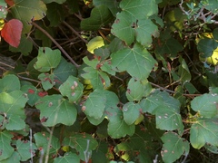 Acer obtusifolium