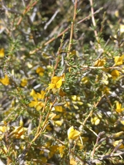 Aspalathus acicularis acicularis