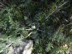 Zosima absinthifolia