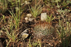 Mammillaria weingartiana