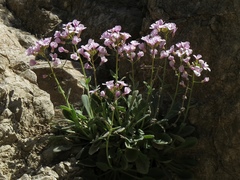 Arabis cypria × arabis purpurea