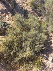 Aspalathus acicularis acicularis