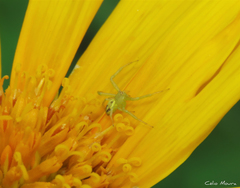 Misumenops maculissparsus