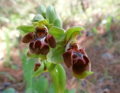 Ophrys umbilicata flavomarginata