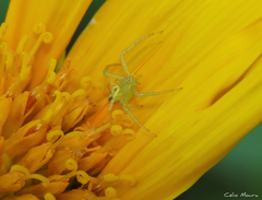 Misumenops maculissparsus