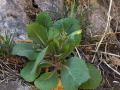 Brassica hilarionis