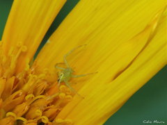 Misumenops maculissparsus