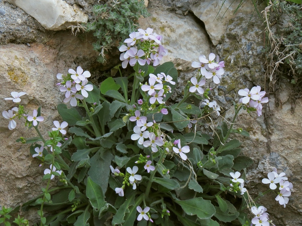 Arabis cypria