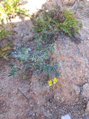 Lotononis acutiflora