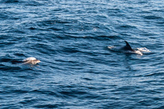 Lagenorhynchus albirostris