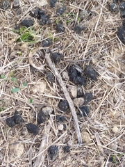 Oryctolagus cuniculus