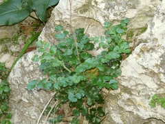 Pimpinella cypria
