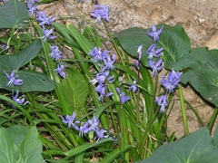 Scilla morrisii