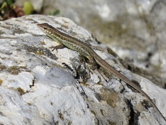 Ophisops elegans schlueteri