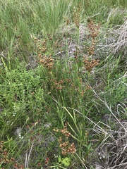 Juncus interior