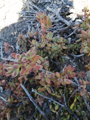 Crassula rogersii