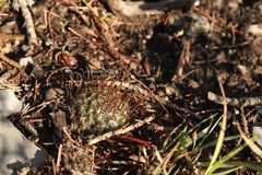 Mammillaria weingartiana