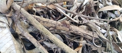 Pindis squamistriga