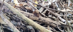 Pindis squamistriga