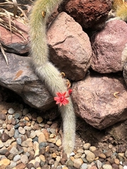 Cleistocactus strausii