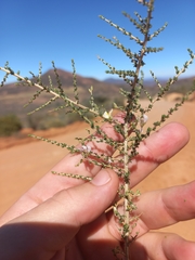 Aspalathus acuminata acuminata
