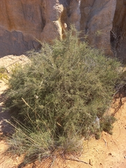 Aspalathus acuminata acuminata