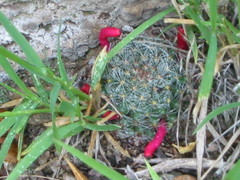 Mammillaria gilensis