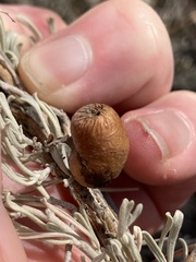 Rhopalomyia pomum