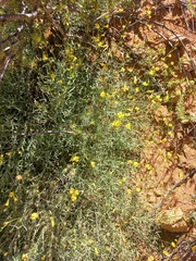 Lotononis densa gracilis