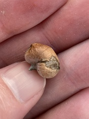 Rhopalomyia pomum