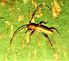 Cordylomera karschi