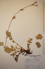 Geum macrophyllum perincisum