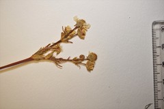 Geum macrophyllum perincisum