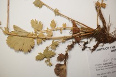 Geum macrophyllum perincisum