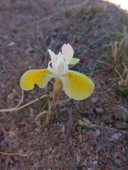 Moraea serpentina