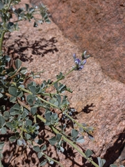 Psoralea albicans
