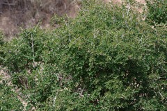 Flueggea verrucosa