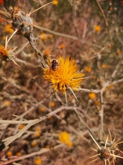 Anthophila