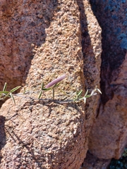 Argyrolobium petiolare