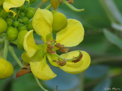 Senna siamea