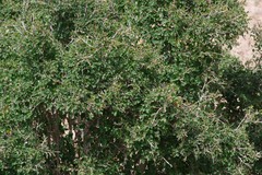 Flueggea verrucosa