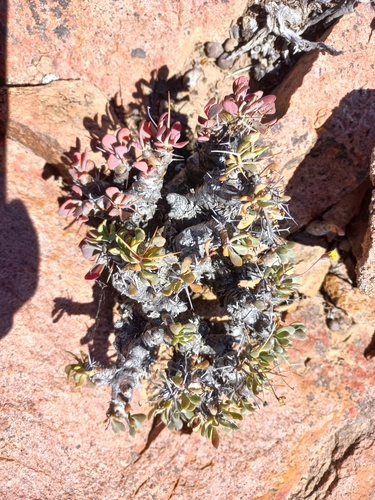 Image of Spiky Babooncabbage by (c) Brian du Preez, some rights reserved (CC BY-SA)