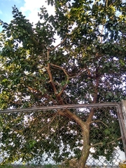 Psidium cattleyanum