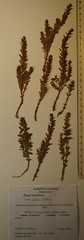 Lysimachia maritima obtusifolia