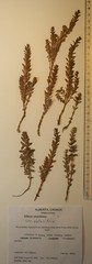 Lysimachia maritima obtusifolia