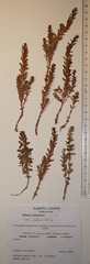 Lysimachia maritima obtusifolia
