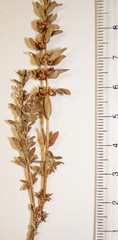 Lysimachia maritima obtusifolia